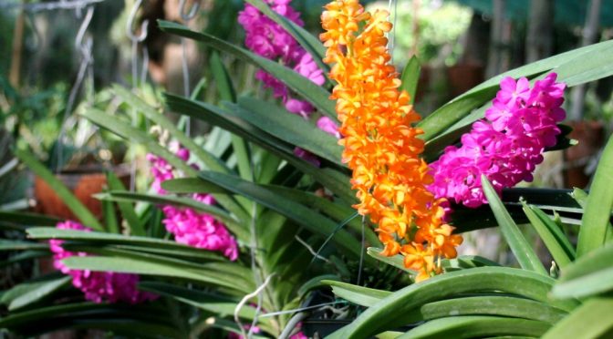 For Sale: Over 100 Different Types Of Orchids To Choose From In Stock